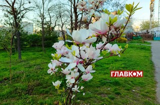 У Києві розквітли магнолії. Яскраві фото