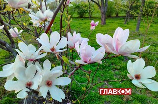 У Києві розквітли магнолії. Яскраві фото