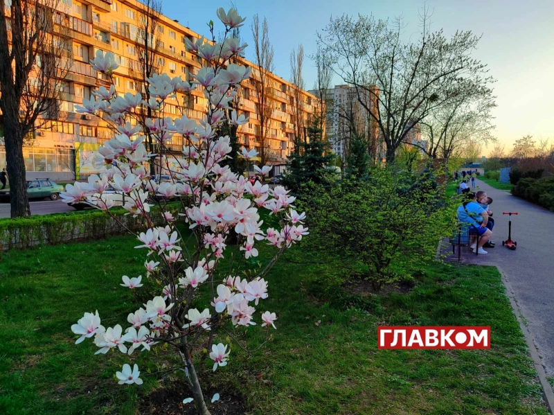 У Києві розквітли магнолії. Яскраві фото