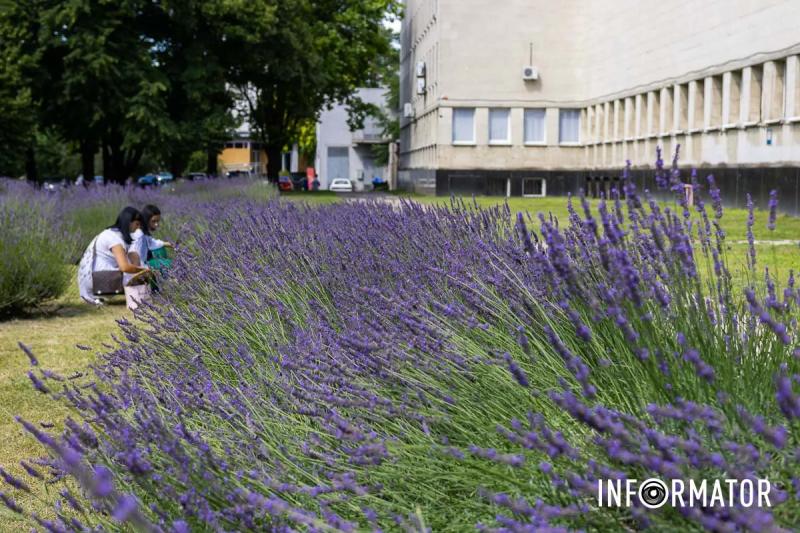 Ароматна фотозона: у Дніпрі на Яворницького зацвіла лаванда