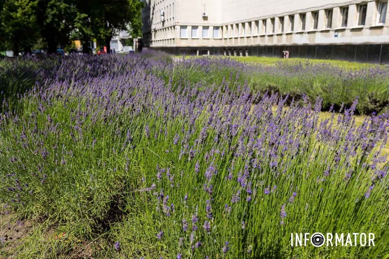 Ароматна фотозона: у Дніпрі на Яворницького зацвіла лаванда