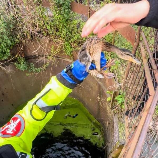 У Луцьку рятувальники врятували качку з каченям із водозабірника