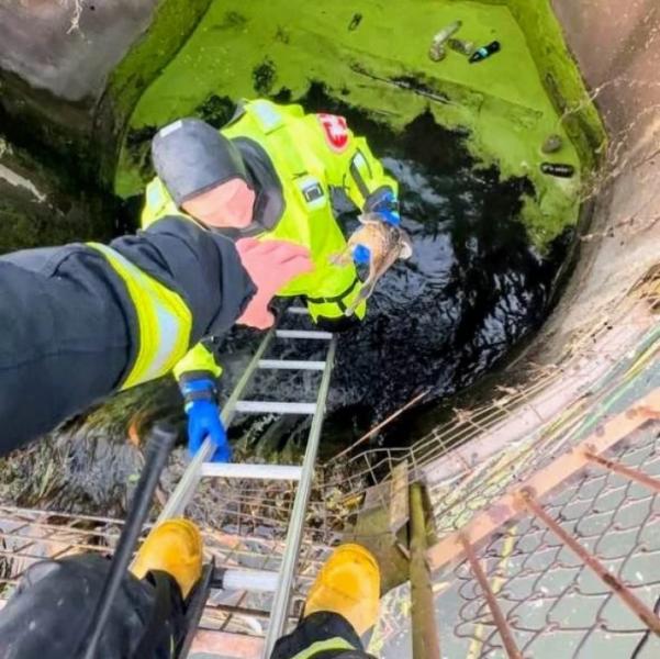 У Луцьку рятувальники врятували качку з каченям із водозабірника