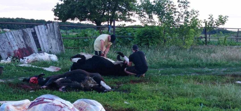 Трупи худоби в лісі та нестерпний запах: мешканці Великого Тростянця протестували проти незаконного забою