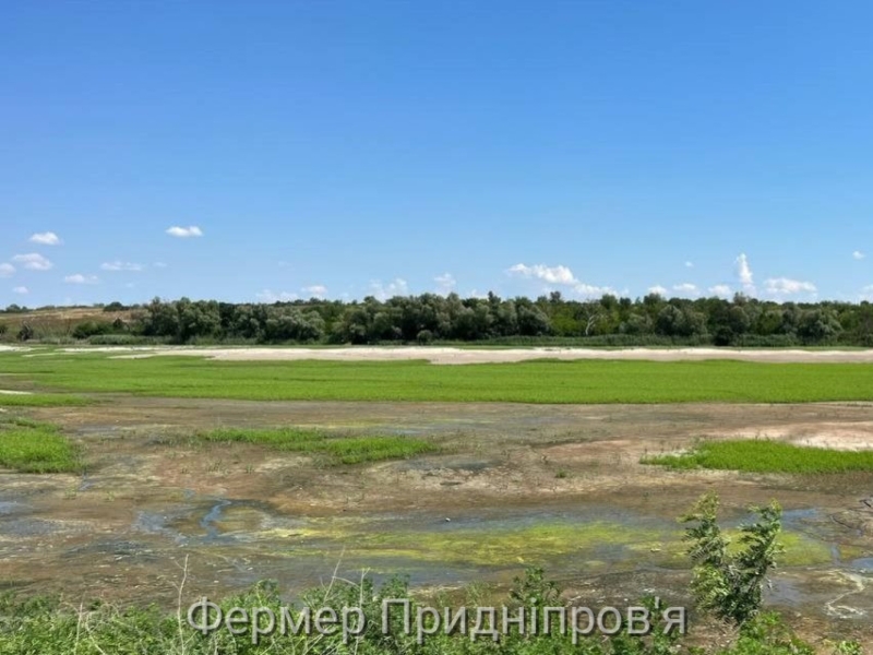 Великий Луг на місці «каховського горя» пора визнати лісом, - Олексій Василюк