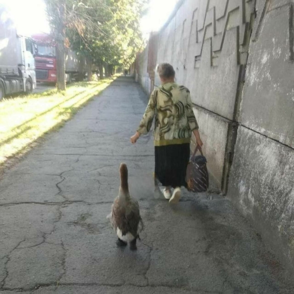 У Дніпрі бабуся щодня вигулює домашнього гусака у шкарпетках (ФОТО)