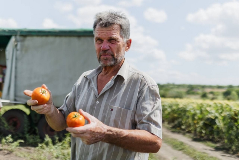 Збір городини на Дніпропетровщині: найбільше заклали продукції борщового набору