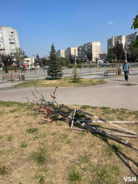 На нещодавно відремонтованій площі Героїв Майдану у Луцьку діти виламали дерево