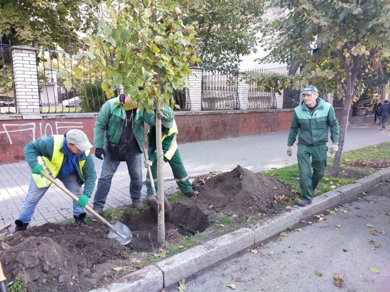 Візитівка проспекту: в центрі Запоріжжя висаджують липи з Івано-Франківська, - ФОТО