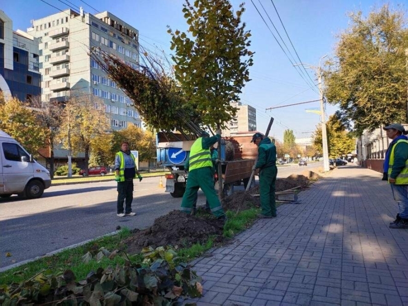 Візитівка проспекту: в центрі Запоріжжя висаджують липи з Івано-Франківська, - ФОТО