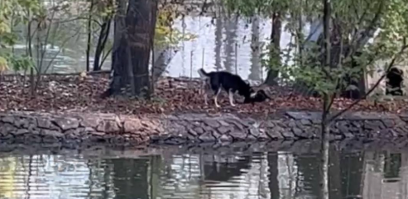 У парку  в Івано-Франківську собака загризла чорного лебедя (ВІДЕО 18+)