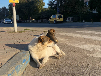 «Головне – не бути байдужими»: кількість безпритульних собак у Чернівцях більшає