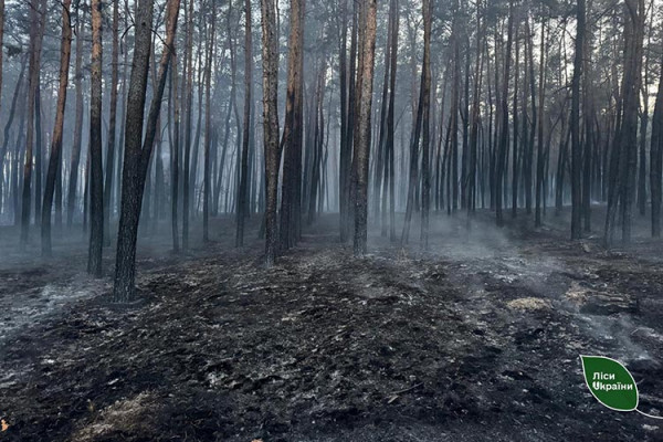 На Дніпропетровщині сталася одна з наймасштабних лісових пожеж