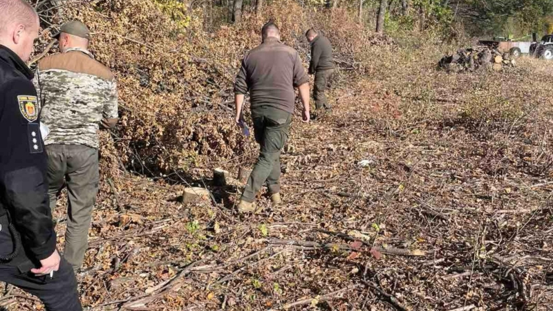 У лісництві на Кіровоградщині спиляли дерев на майже 800 тисяч гривень