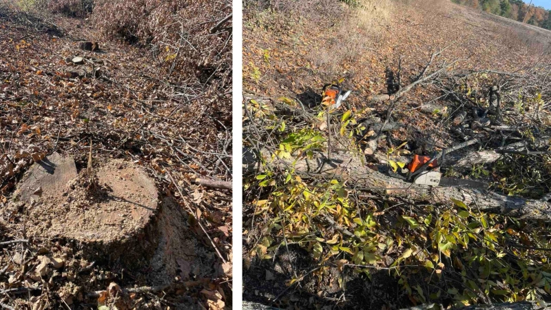 У лісництві на Кіровоградщині спиляли дерев на майже 800 тисяч гривень