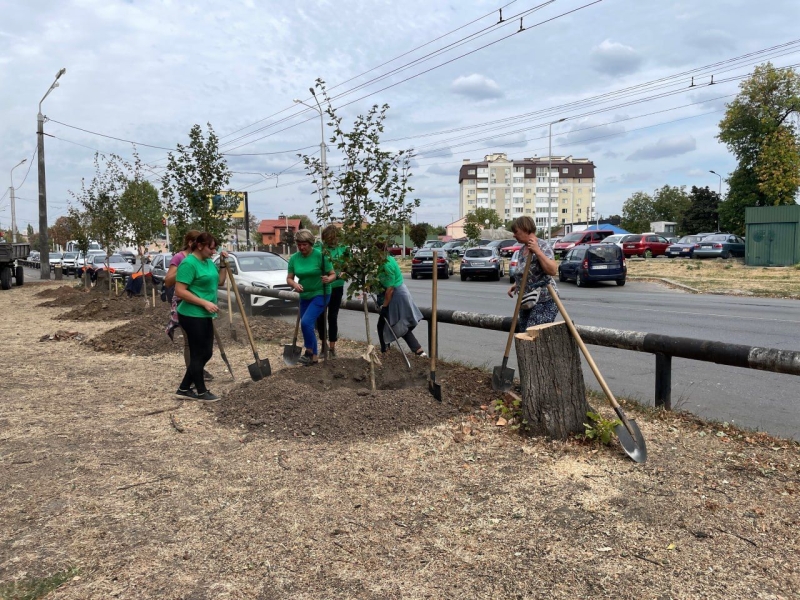 Висаджені поспіхом клени можуть не дожити до весни — дендрологи про ситуацію зі спилом дерев біля заводу «Лтава»