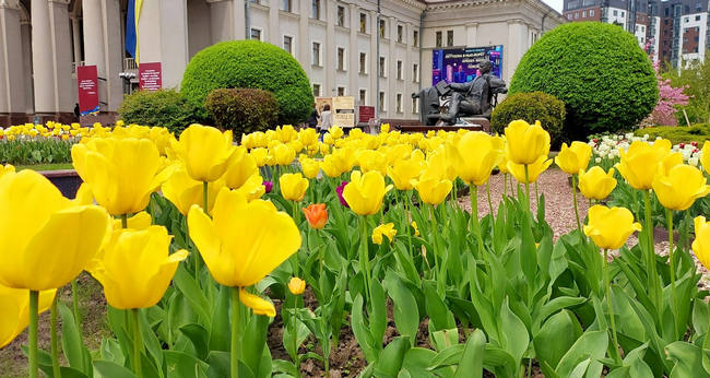 «Золоті» тюльпани: у скільки обійдеться краса на клумбах Рівного?