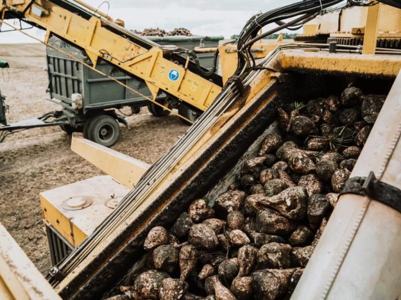 На Полтавщині виробили понад 100 тис тонн цукру з нового врожаю буряків