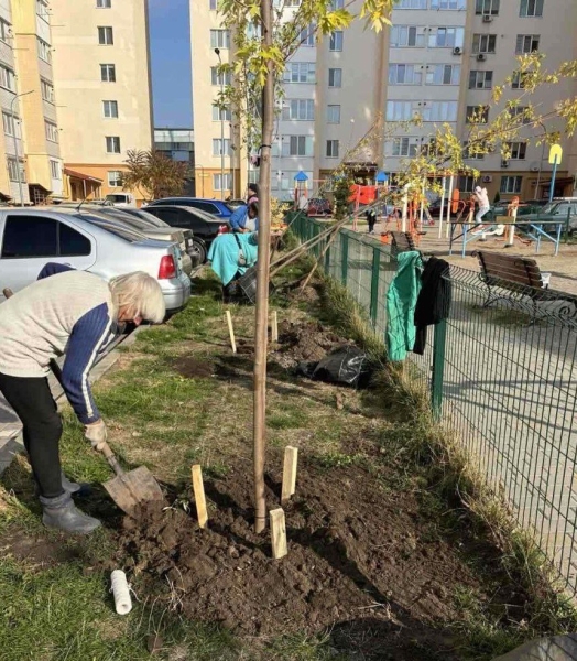 У Вінниці в дворах багатоповерхвок висаджують екзотичні сливи пісарді