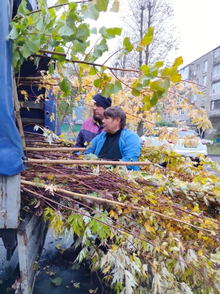 У Вінниці в дворах багатоповерхвок висаджують екзотичні сливи пісарді