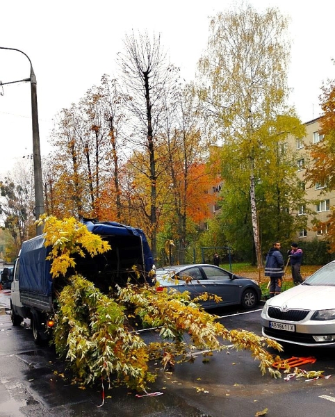 У Вінниці в дворах багатоповерхвок висаджують екзотичні сливи пісарді