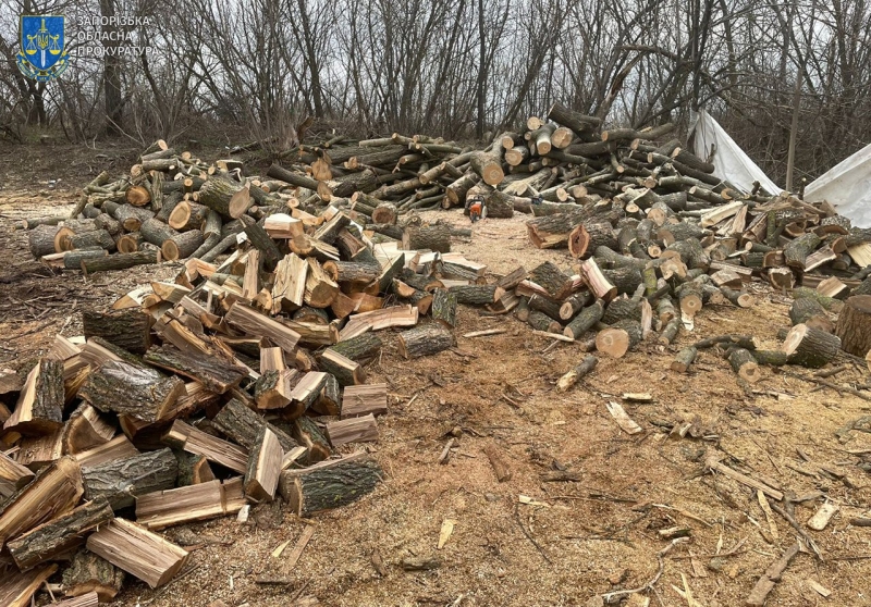 У Запорізькому районі викрили злочинну групу, яка займалася незаконною лісозаготівлею