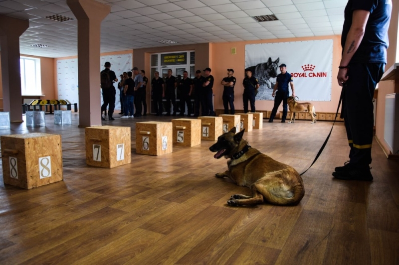 Чотириногі детектори: як собаки допомагають розмінувати Україну