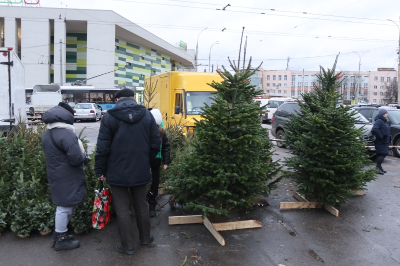 У Вінниці продають ялинки та сосни: попит є!