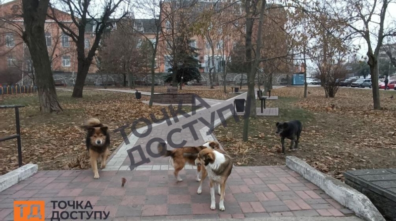 Зграя безпритульних собак нападає на людей у середмісті Кропивницького