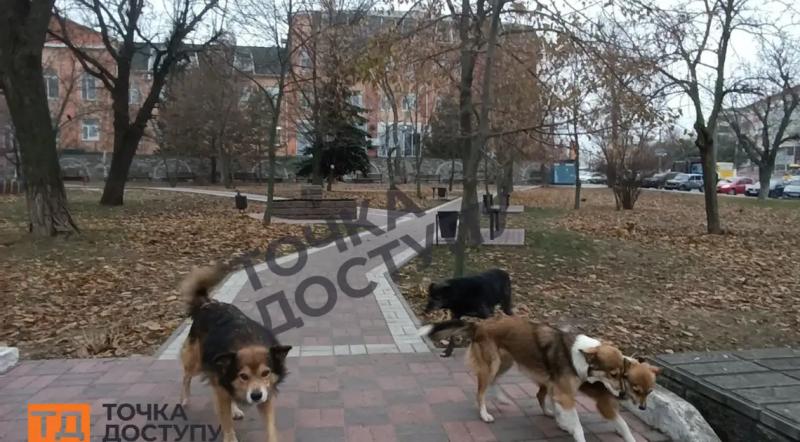 Зграя безпритульних собак нападає на людей у середмісті Кропивницького