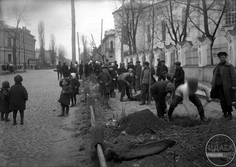 У зв’язку зі зміною клімату у Полтаві планують поступово висаджувати південні дерева: платани, акації та їстівні каштани